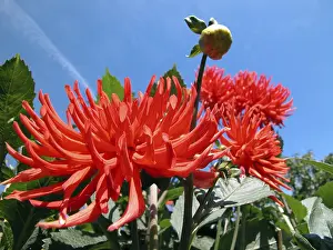 Multi Colored Flowers Drucke: Talk blossom