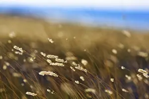 Scandinavian Coastal Region Drucke: Tall grass in wind, feathery fluffy tips
