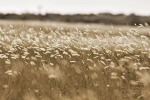 Baltic Sea Sweden Drucke: Tall grass in the wind, feathery fluffy tips