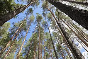 Pine Tree Photography Drucke: Tall pine trees in the forest