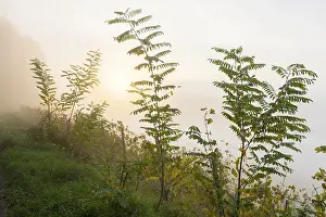Bilder Datiert 19. Oktober 2024: Hohe, schlanke Bäume in der Nebel.