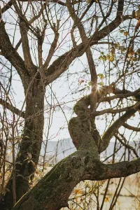 Close Up Tree Leaves Drucke: Tangled tree branches with sunlight and sparse leaves