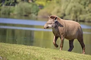 Drucke von Ein Tapir in einer Lichtung, mitten im Dschungel Tapir Drucke: Tapir in freier Wildbahn
