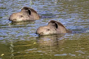 Drucke von Tapiren im Fluss, frei in der Wildnis. Ein Moment der Stille und Schönheit mitten in den Tropen Tapir Drucke: Tapire in freier Wildbahn im Fluss