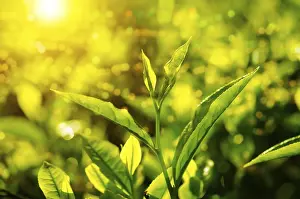 Tea Plantations In Malaysia Drucke: Tea leaf close up with bokeh and sunlight