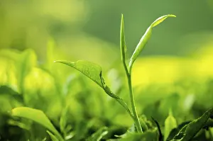 Southeast Asia Agriculture Drucke: Tea leaf with plantation at the background