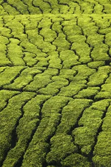 Southeast Asia Agriculture Drucke: Tea plantation texture