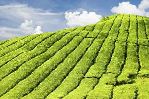 Southeast Asia Agriculture Drucke: Tea Plantations