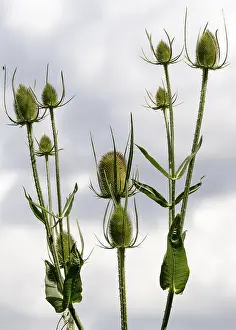 Northern European Landscapes Drucke: Teasels (Dipsacus)