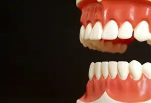 Artificial Teeth Drucke: Teeth