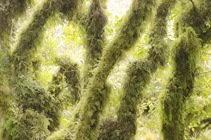 New Zealand Nature Reserve Drucke: Temperate rainforest vegetation