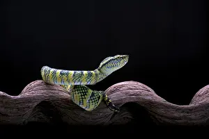 Poisonous Snake Drucke: Temple pit viper in a tree branch