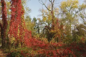 Climbing Plants In Europe Drucke: Tendrils of wild vine on a tree