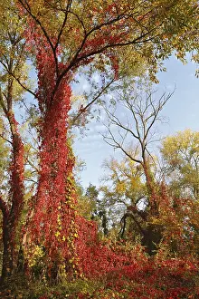 Biosphere Reserve Mittlere Elbe Drucke: Tendrils of wild vine on a tree