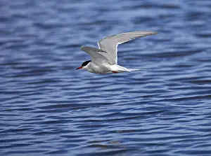 Tern In Flight Drucke: Tern in flight