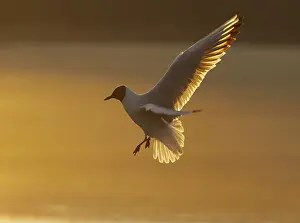 Sunset Bird Photography Drucke: Tern in flight at sunset