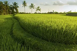 Atmospheric Evening Light Drucke: Terrace rice fields in evening sunset