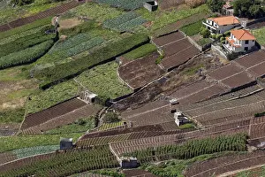 Madeira Landscape Drucke: Terraced fields in Camara de Lobos