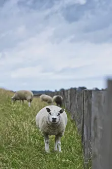 Dutch Livestock Farming Drucke: Texel sheep looking straight at camera