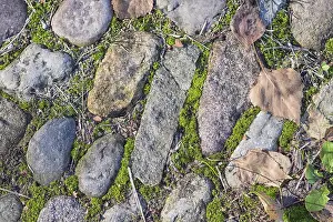 Deserted Street Paving Drucke: Texture of a boulder with moss and lichen