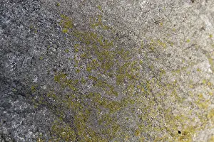 Deserted Paving Stone Drucke: Texture of a boulder with moss and lichen