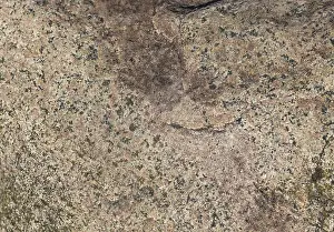 Deserted Paving Stone Drucke: Texture of a boulder with moss and lichen