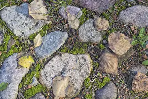 Deserted Paving Stone Drucke: Texture of a boulder with moss and lichen