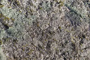 Close Up Rock Surface Drucke: Texture of a boulder with moss and lichen