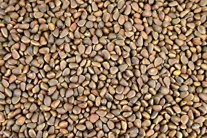 Empty Uninhabited Structures Drucke: Texture of brown cedar nuts in the shell