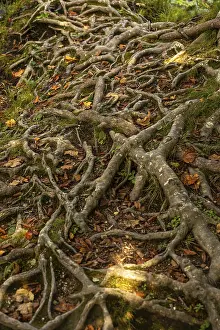 Forest Landscape Photography Drucke: Texture details asymmetrical pattern of intertwined tree roots in the forest