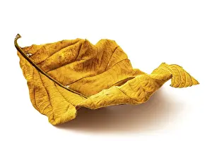 Botany Studio Photography Drucke: Texture of dry leaf on white background