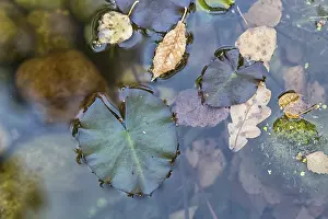 Water Surface Design Drucke: Texture of duckweed on the surface of the water