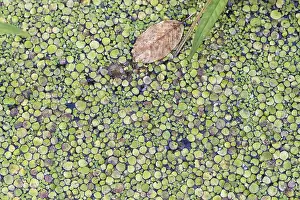 Deserted Lake Landscape Photo Drucke: Texture of duckweed on the surface of the water