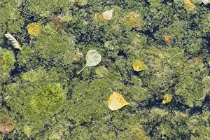 Wetland Biotope Details Drucke: Texture of duckweed on the surface of the water