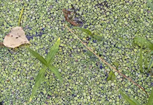 Close Up Water Surface Drucke: Texture of duckweed on the surface of the water