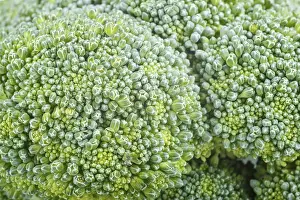 Broccoli Detail View Drucke: Texture of fresh green broccoli