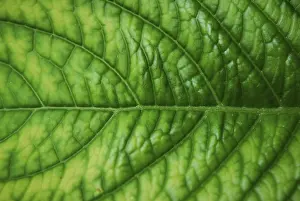 Deserted Plant Life Drucke: Texture of a green leaf good as background