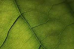 Deserted Outdoor Scene Drucke: Texture of green leaf lit by sunlight