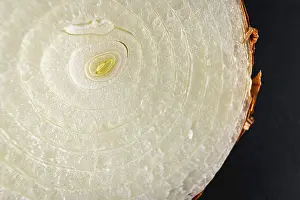 Allioideae Flowering Plants Drucke: Texture detail of an onion cut in half