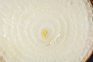 Allioideae Flowering Plants Drucke: Texture detail of an onion cut in half