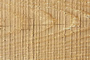 Deciduous Tree Art Drucke: Texture of wood pattern background