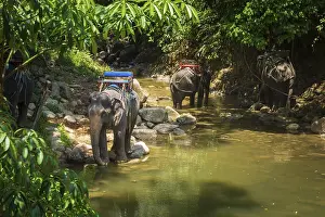 Asian Elephant Habitat Drucke: Thai elephants, Elephas maximus indicus