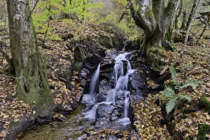 Rhineland Palatinate Landscape Drucke: Thalbach, typical small river with small waterfall steps
