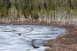 Canadian Wilderness Scenes Drucke: Thaw lake in spring