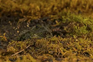 Batrachian Amphibians Drucke: Theloderma corticale, exposition, Italy