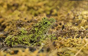 Amphibian Wildlife Photography Drucke: Theloderma corticale, exposition, Italy