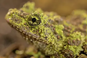 Batrachian Wildlife Images Drucke: Theloderma corticale, exposition, Italy