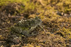 Batrachian Wildlife Images Drucke: Theloderma corticale, exposition, Italy