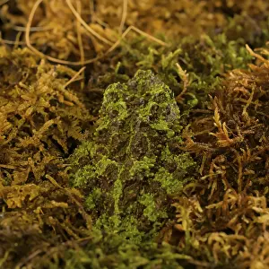 No People Nature Scene Drucke: Theloderma corticale, exposition, Italy