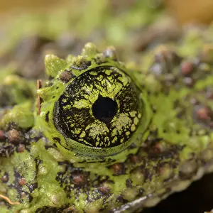 Batrachian Wildlife Images Drucke: Theloderma corticale, exposition, Italy